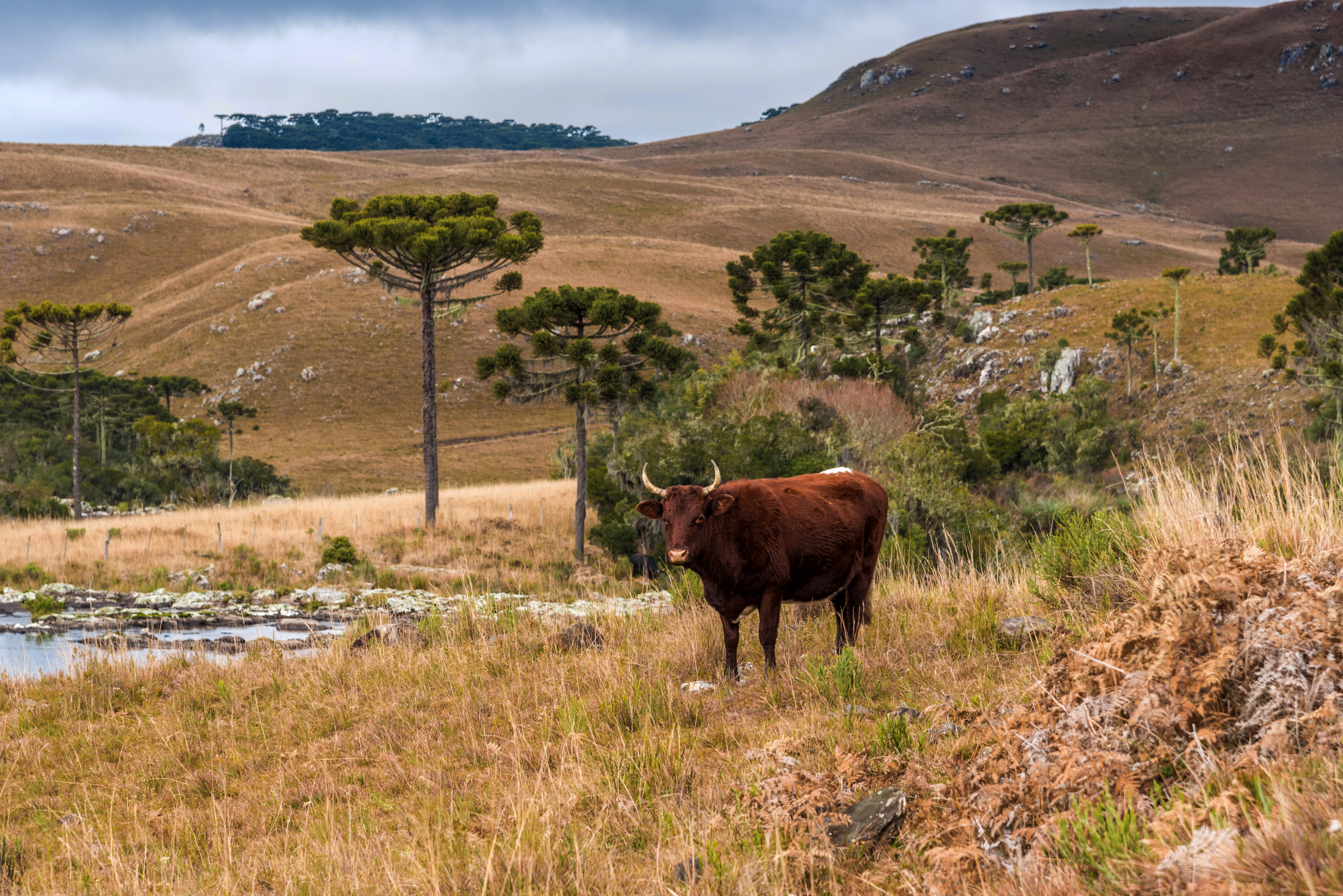 Boi marrom em pasto de altitude com araucárias ao fundo, colinas onduladas de tons amarronzados sob céu nublado compõem a paisagem rural.