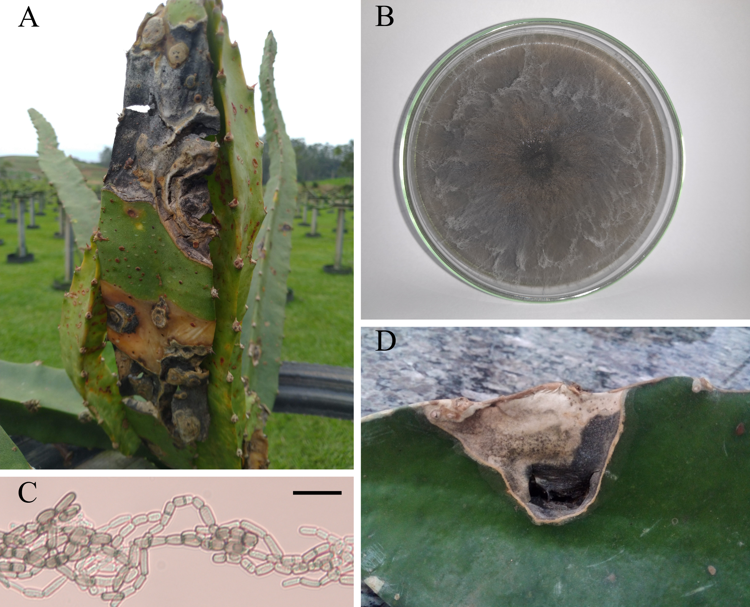 Sintomas de cancro em cladódio de pitaia, colônia do patógeno com dez dias de cultivado em meio batata-dextrose-ágar, formas e pigmentação de artroconídios em cadeia