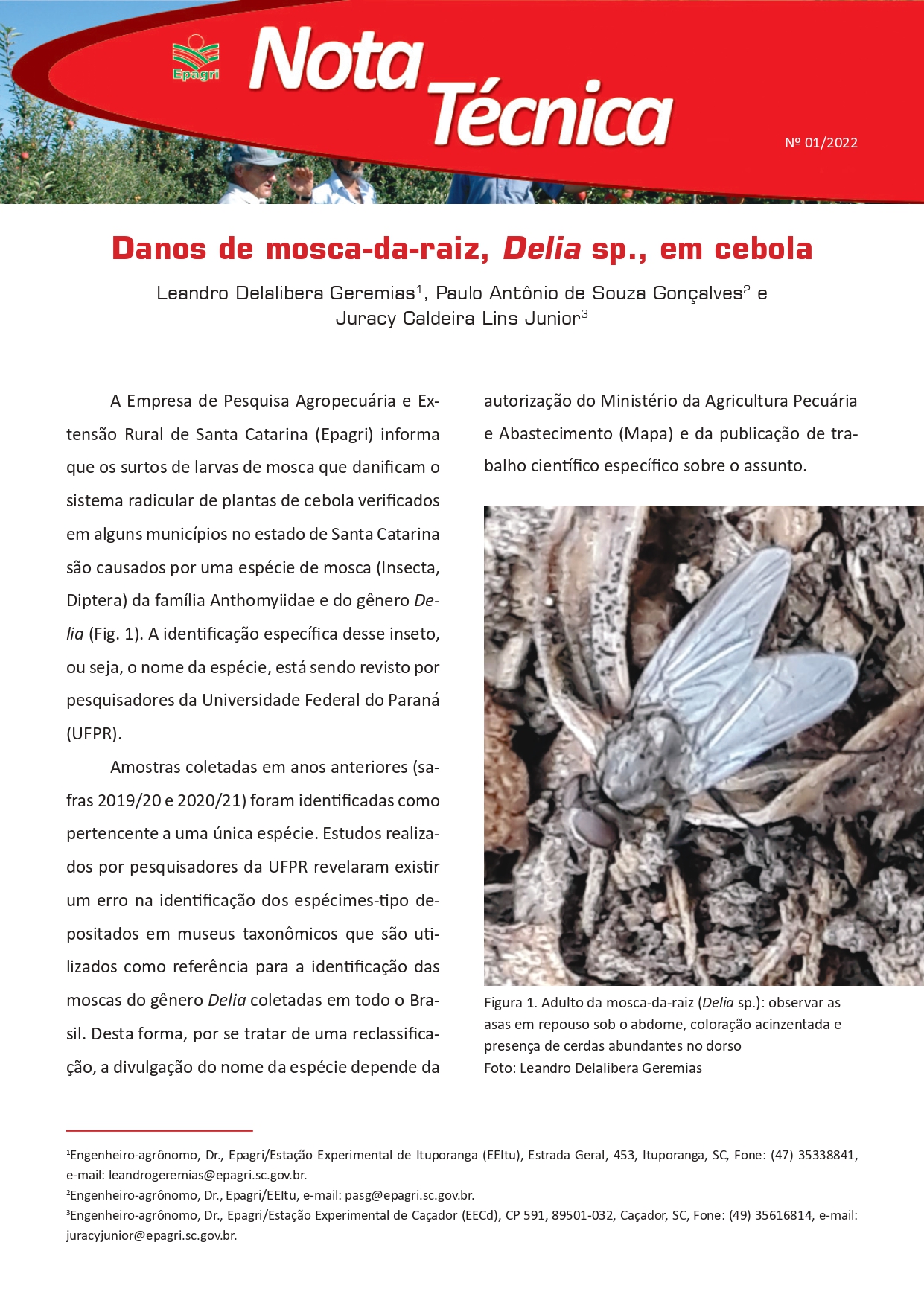 					Visualizar n. 1 (2022): Danos de mosca-da-raiz, Delia sp., em cebola
				
